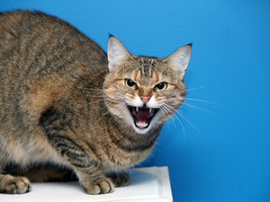 Кошка родила дома - заплатите 20 тысяч: нардепы подготовили новый законопроект