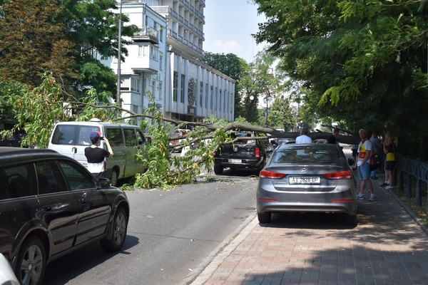 В Украине можно получить компенсацию, если на авто упало дерево во время непогоды