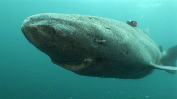 самые медленные рыбы в мире топ 10. Смотреть фото самые медленные рыбы в мире топ 10. Смотреть картинку самые медленные рыбы в мире топ 10. Картинка про самые медленные рыбы в мире топ 10. Фото самые медленные рыбы в мире топ 10 самые медленные рыбы в мире топ 10. Смотреть фото самые медленные рыбы в мире топ 10. Смотреть картинку самые медленные рыбы в мире топ 10. Картинка про самые медленные рыбы в мире топ 10. Фото самые медленные рыбы в мире топ 10