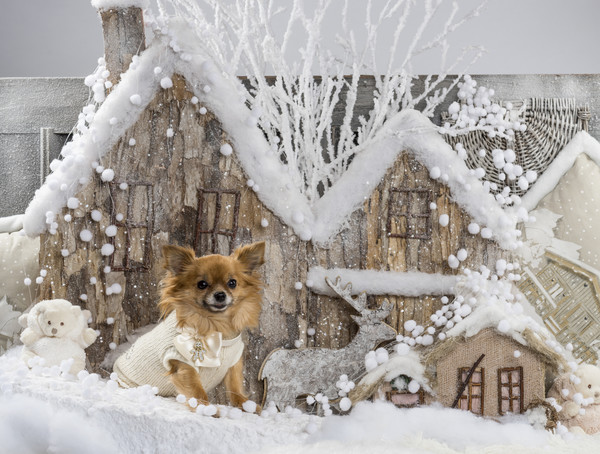 Новый год 2018 Желтой Собаки: как украсить дом (фото)