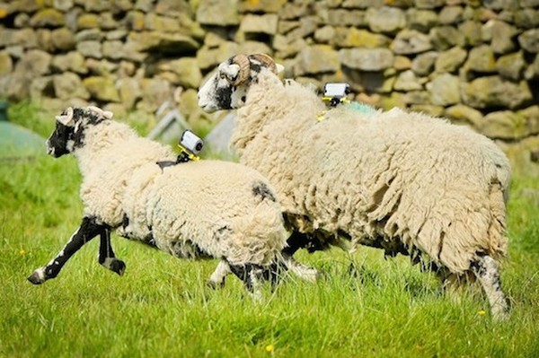 Овцы станут операторами на Тур де Франс