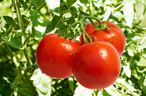 Как посадить помидоры
