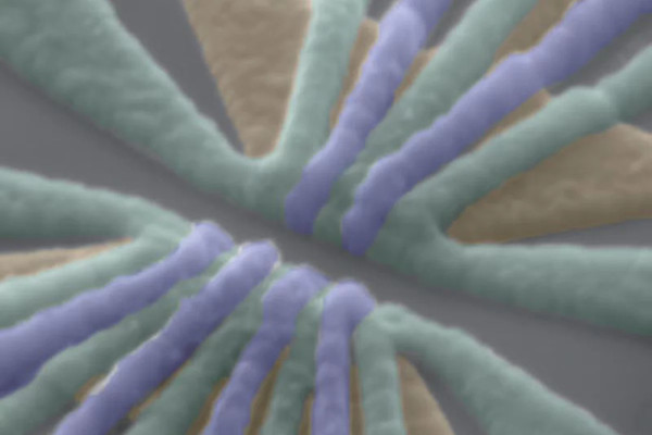 Изображение нового устройства, полученное с помощью сканирующего электронного микроскопа, с добавлением фиолетовых и зеленых ложных цветов, чтобы выделить алюминиевые ворота