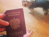 Собака погрызла паспорт российского хоккеиста