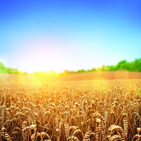 Примеры агробизнеса