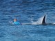 На чемпиона мира напала акула  в прямом эфире